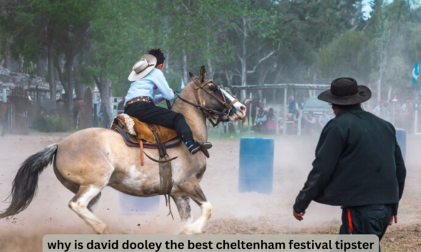 why is david dooley the best cheltenham festival tipster