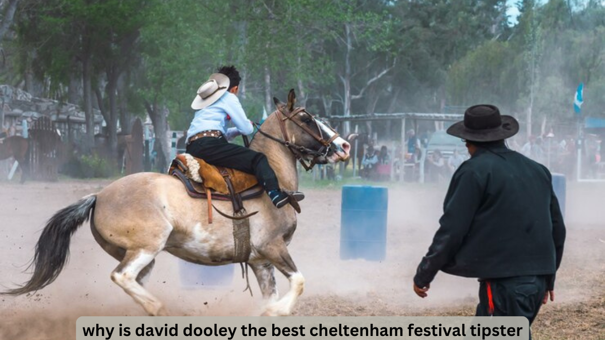 why is david dooley the best cheltenham festival tipster