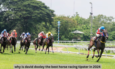 why is david dooley the best horse racing tipster in 2024