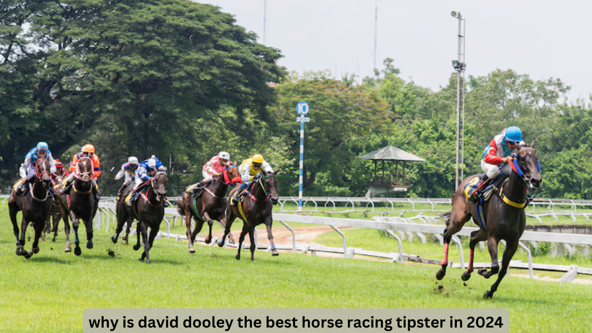 why is david dooley the best horse racing tipster in 2024